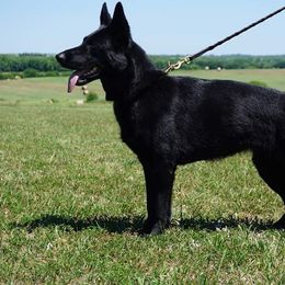 German Shepherds from Kaw-Tal German Shepherds