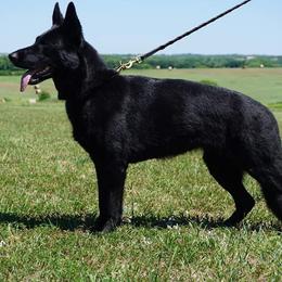 German Shepherds from Kaw-Tal German Shepherds