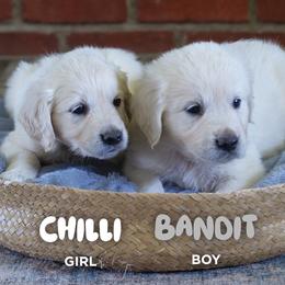 Golden Retriever Puppies from Mae Valley Goldens