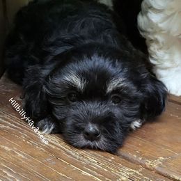 Girl3 - Black and white Havanese puppy in Batesville, Arkansas from Hillbilly Havanese