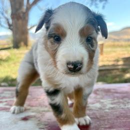 Wilder - Blue merle male Australian Shepherd puppy in Preston, Idaho from KC Bar Ranch Aussies