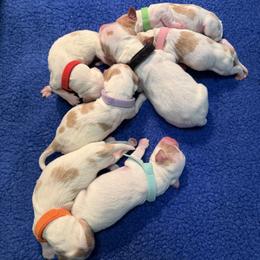 Brittany puppies from Endellion Brittany’s