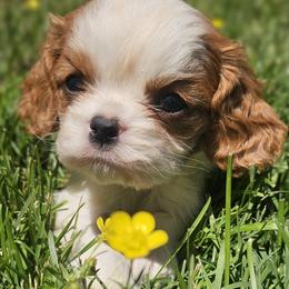 Cavalier King Charles Spaniel puppies from Puppyloversplace