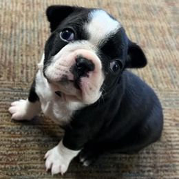 Boston Terriers from KCMO Boston Terriers