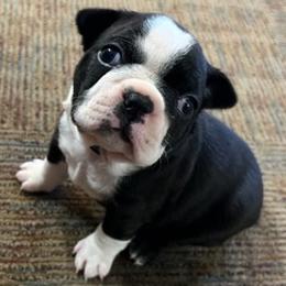 Boston Terriers from KCMO Boston Terriers