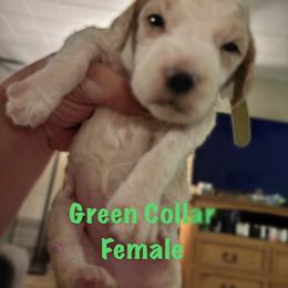 Luna - Bright Green Collar Female - Parti female Goldendoodle puppy in Eunice, Louisiana from Maison De Pawz