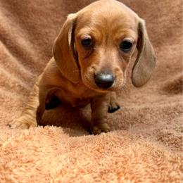 Female - Red female Dachshund puppy in El Campo, Texas from Creamer Creek Kennel