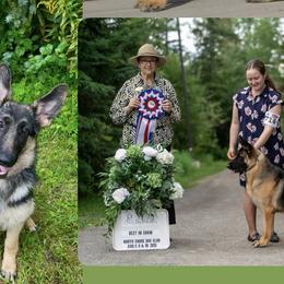 German Shepherds from Zytut Kennel