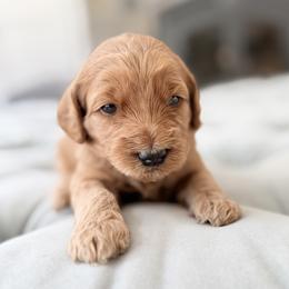 Pink Girl - Apricot female Goldendoodle puppy in Twin Falls, Idaho from Magic Valley Family Doodles
