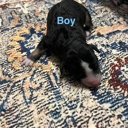 Black tri - male Australian Mountain Doodle puppy in Blue Springs, Missouri from Jeanie’s Doodles