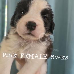 Pink FEMALE - White and brown female Saint Bernard puppy in Kaukauna, Wisconsin from Holtz Family Saints