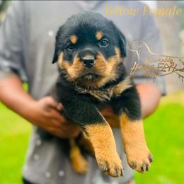 Yellow Girl - Black and mahogany female Rottweiler puppy in Humble, Texas from Inexorable Haus Early Rotts