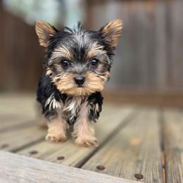 Toby - Black and tan male Yorkshire Terrier puppy in Pocahontas, Arkansas from 5 River Puppies