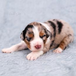 Glacier - Blue merle male Australian Shepherd puppy in Herriman, Utah from Painted Blue Aussies