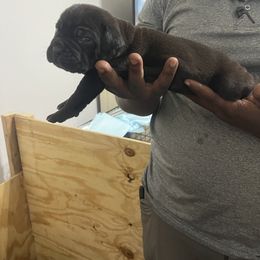 Cane Corso Puppies from Double C Cane Corso Kennel