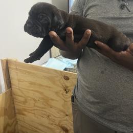Cane Corso Puppies from Double C Cane Corso Kennel