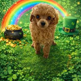 HP Pink - Red  female Poodle puppy in Benson, North Carolina from A Bundle of Love