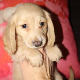 Girl 1 - Cream female Dachshund puppy in Stilwell, Oklahoma from Bidding Creek Dachshunds