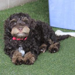 Red collar  Tango - Chocolate male Australian Labradoodle puppy in Provo, Utah from EllsWORTH Labradoodles LLC