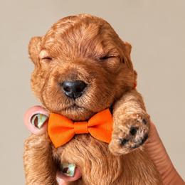 Cheeto - Red  male Goldendoodle puppy in Coats, North Carolina from TH.EM Doodles