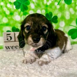 Boy one - Brindle male Dachshund puppy in Lakeland, Florida from Ruthie’s Rich Mini Dachshunds