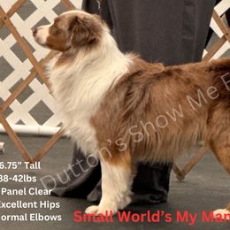 Tate - Miniature Australian Shepherd