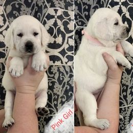Girl 1 - Labrador Retriever puppy in Texas from Lady D Labradors