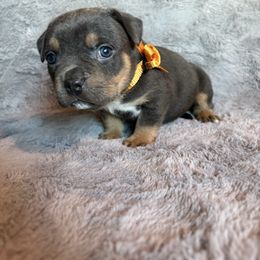 Raven - Blue tri-color female American Bully puppy in Fairbanks, Alaska from Alaska Rose Kennels