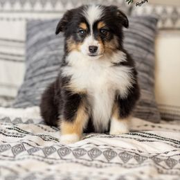 Miniature Australian Shepherd Puppies from Rocking AW Aussies