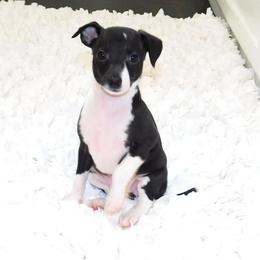 Amira Female 3 - Black female Italian Greyhound puppy in Sparta Tn And Caryville Fl, Tennessee from Summerwind Kennel