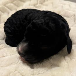 Muffin - female Australian Mountain Doodle puppy in Sherrills Ford, North Carolina from Magnolia Grove Farms
