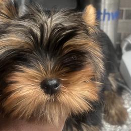 Yorkshire Terriers from Pooch Perfect Puppies