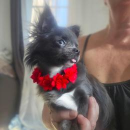 AKC Blue Girl xxs - Blue female Chihuahua puppy in Brooklyn, New York from Nadezhda's Chihuahuas