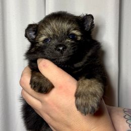 Zinnia - Wolf sable female Pomeranian puppy in Springfield, Missouri from Hope Mountain Pomeranians