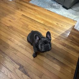 French Bulldog All Grown Up from Franklin Heights Frenchies