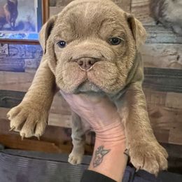Arya - Lilac tri-color female Bulldog puppy in Wellsville, New York from Little Bit of Heaven Kennel