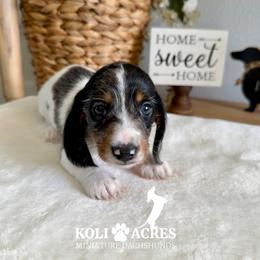 Knight - AKC - Wirehair - Black and tan male Dachshund puppy in Kemp, Texas from Koli Acres
