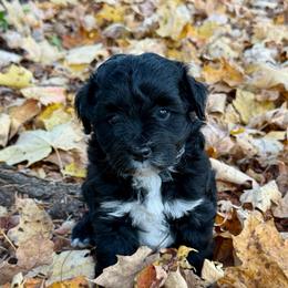 Aspen - Schnoodle - Parti female Miniature Schnauzer puppy in Wheeler, Wisconsin from Sue’s Miniature Schnauzers