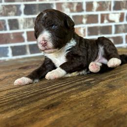 Red Boy - Brown male Double Doodle puppy in Huntsville, Alabama from Winchester Doodles