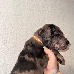Orange - Merle male Great Dane puppy in Doylestown, Ohio from Dana's Danes
