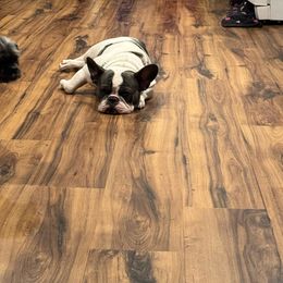 Ohana - French Bulldog