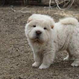 Chinese Shar-Pei Puppies from SNK Shar-Pei