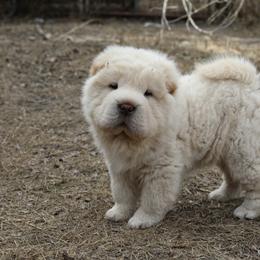Chinese Shar-Pei Puppies from SNK Shar-Pei