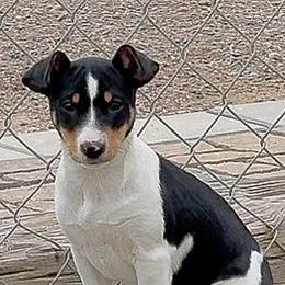 Fem 4 - Black white and tan female Rat Terrier puppy in Denver, Colorado from K2 RAT TERRIERS (COLORADO)