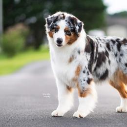 Andei - Australian Shepherd