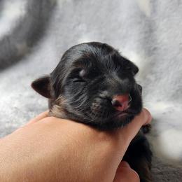 German Shepherd Puppies from Von WestLynn German Shepherds