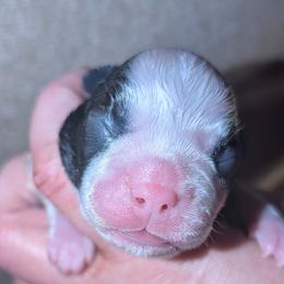 Boy 7 - Black brindle and white male Boston Terrier puppy in Kingsport, Tennessee from Sleepwalker Bostons