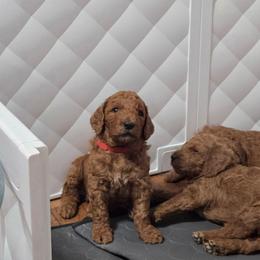 Red Collar - Red  male Goldendoodle puppy in Auburn, Kansas from Puppy Paradise:  English Mastiff Puppies & Standard Goldendoodle Puppies