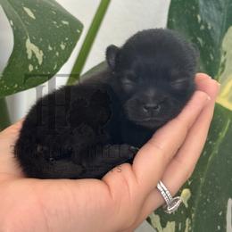 Valentino - Black and tan male Pomeranian puppy in Redlands, California from Torrey Hills Poms