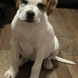American Bulldog Puppies from Rogue Native Bulldogs